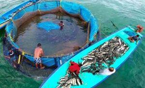 Fisheries and Aquaculture Solutions